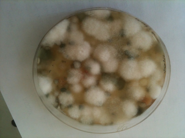 fig 3 muffe isolaate da un campione di semola di grano su terreno di coltura dichloran glycerol agar base